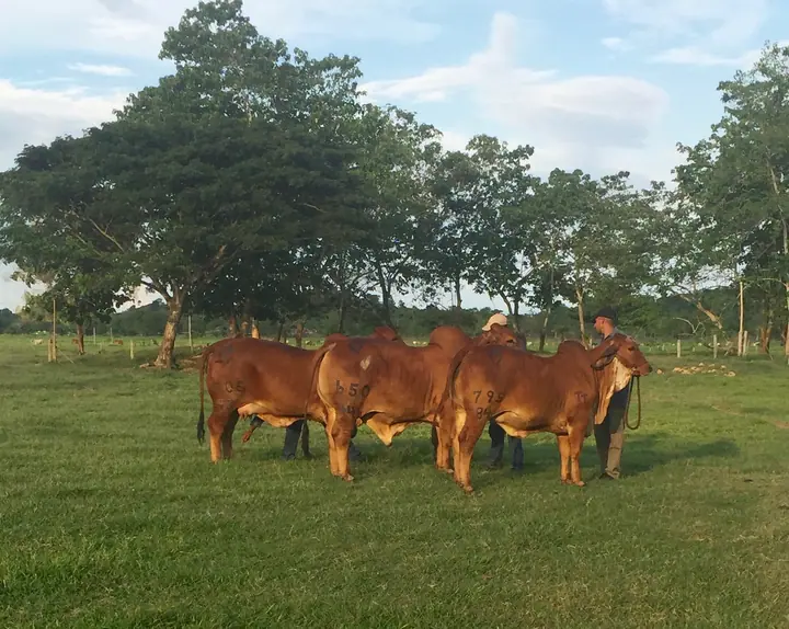 Feria Nacional Cebú Valledupar 2015 — Hacienda Monterrey, foto 3