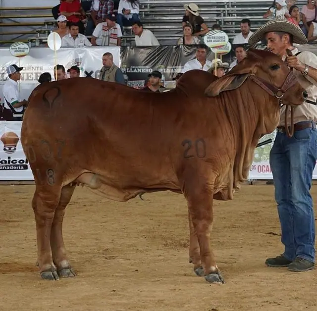 Expomalocas Villavicencio 2019 — Hacienda Monterrey, foto 6