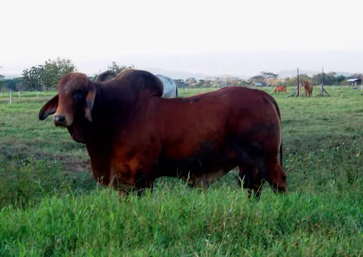 Monterrey Rojo Félix 820/8 — toro Brahman de Hacienda Monterrey