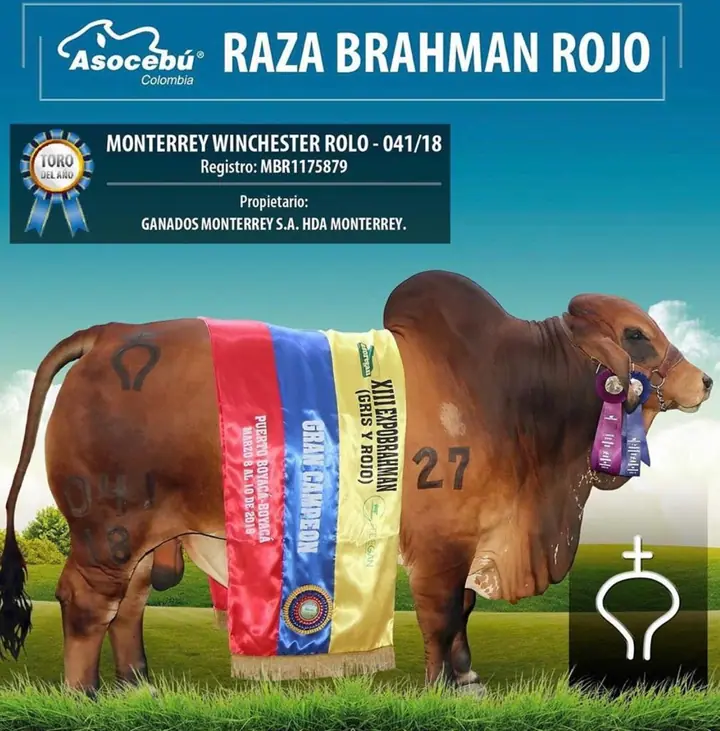 Ganado Brahman de Hacienda Monterrey — foto 58
