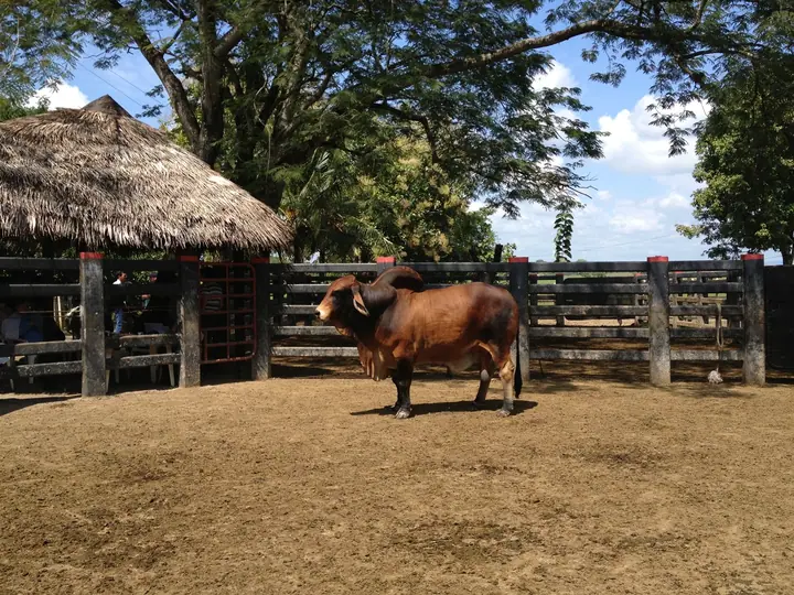 Ganado Brahman de Hacienda Monterrey — foto 22