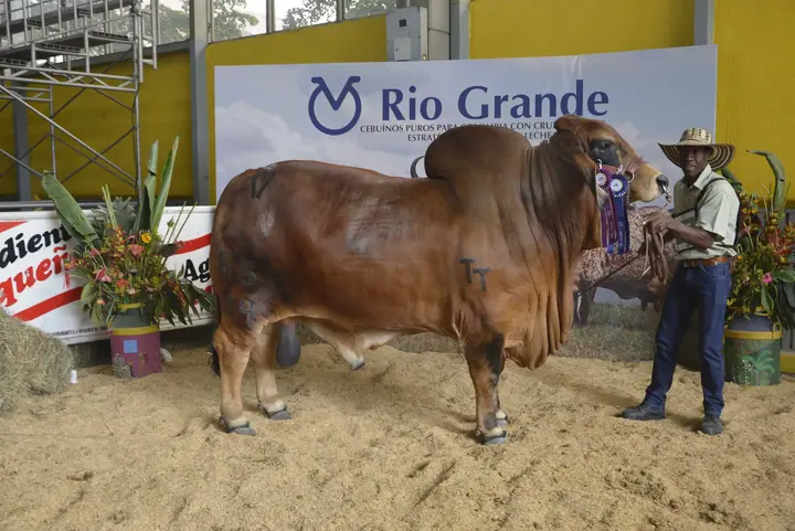 Gran Campeón y Campeón Senior, Monterrey Trueno Monarca 650/44