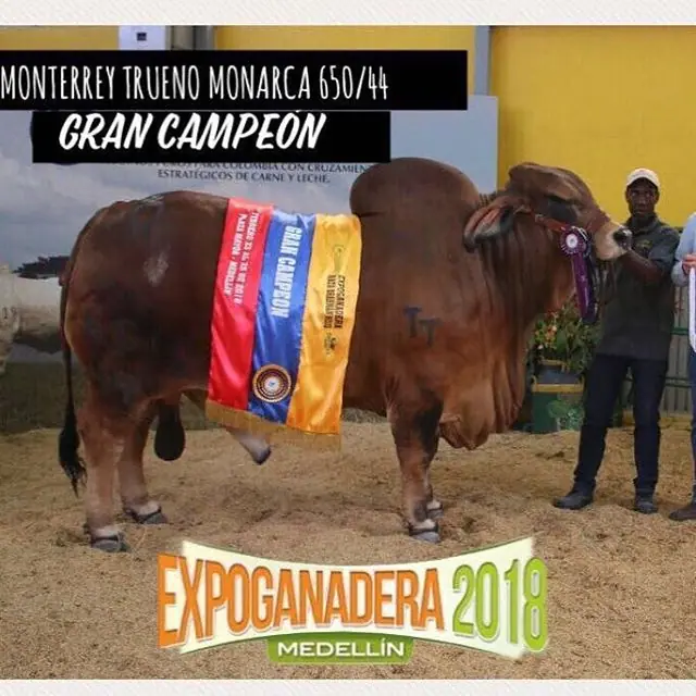 Ganado Brahman de Hacienda Monterrey — foto 53