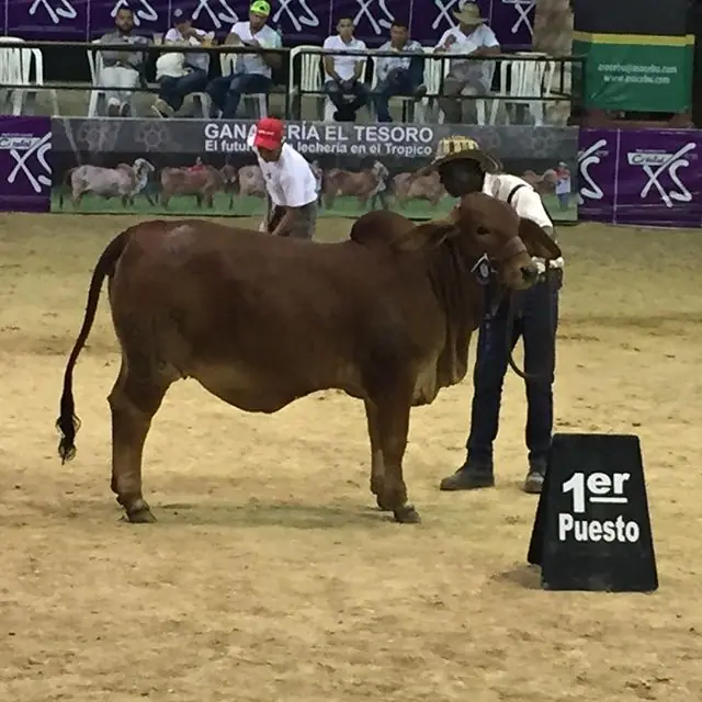 Monterrey Smoking Camila 619/D6 en el momento que obtiene su primer lugar en la. Impotencia de 12 a 13 Meses