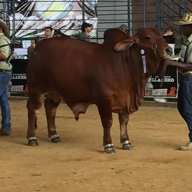 Gran Campeón, Campeón Joven Monterrey Maximiliano 577/66