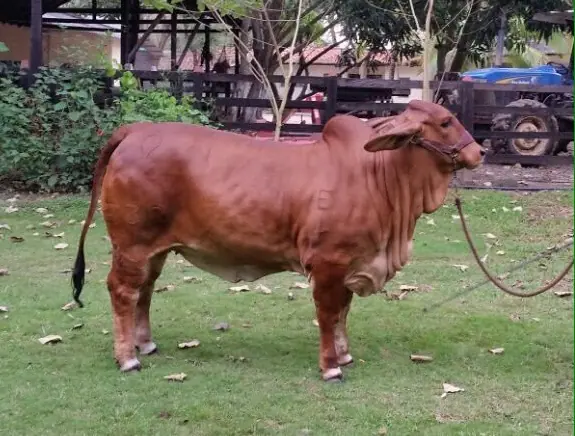 Ganado Brahman de Hacienda Monterrey — foto 46