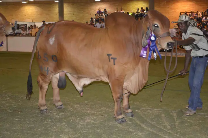 Monterrey Trueno Monarca: Gran Campeón, Agroferia Bucaramanga 2016