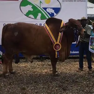 Feria Caucasia (octubre) 2016 — Hacienda Monterrey, foto 1