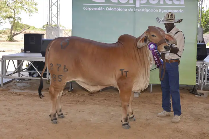 Feria Valledupar 2016 — Hacienda Monterrey, foto 1