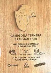 Reconocimiento de Campeona Ternera Brahman Rojo