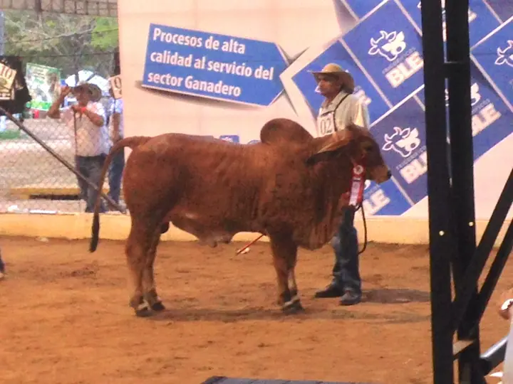 Segundo Puesto de 9 a 10 meses Feria Nal Monteria 2013. Monterrey Trueno Urano (Meteoro)239/23 TE