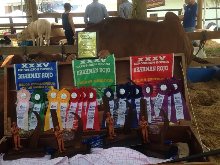 Ganado Brahman de Hacienda Monterrey — foto 50