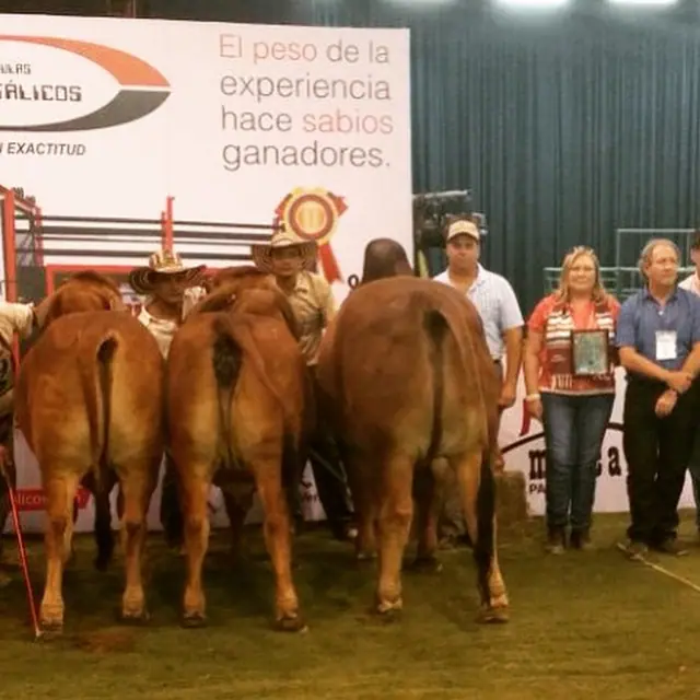 Ganado Brahman de Hacienda Monterrey — foto 41