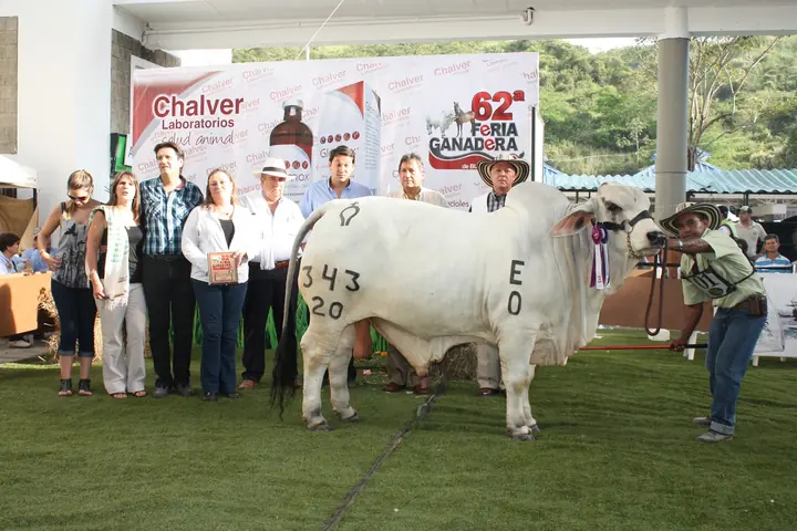 Ganado Brahman de Hacienda Monterrey — foto 1