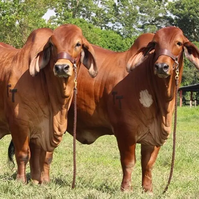 Hijos de tanque trueno 972/8