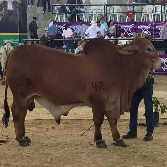 Feria Nacional Pereira 2017 — Hacienda Monterrey, foto 8