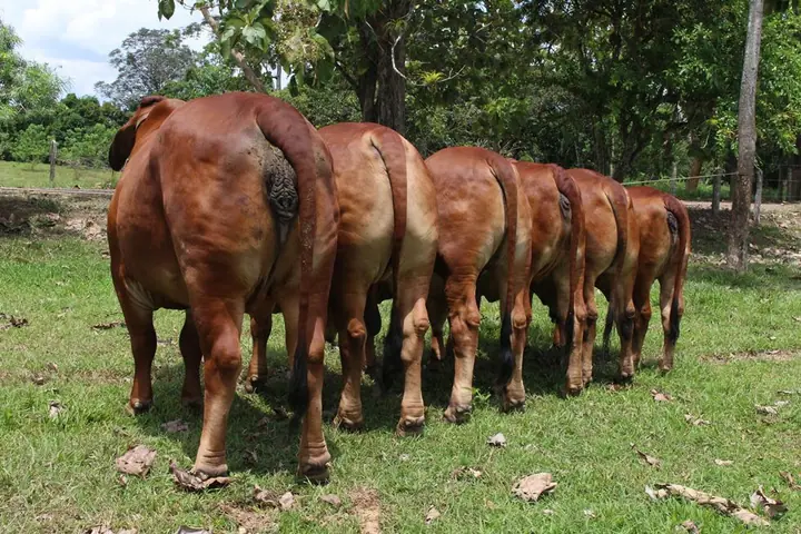 Hijos de tanque trueno 972/8