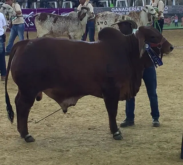 Monterrey Maximiliano 577/66 primer puesto en su competencia. Feria Nacional de Pereira 2017