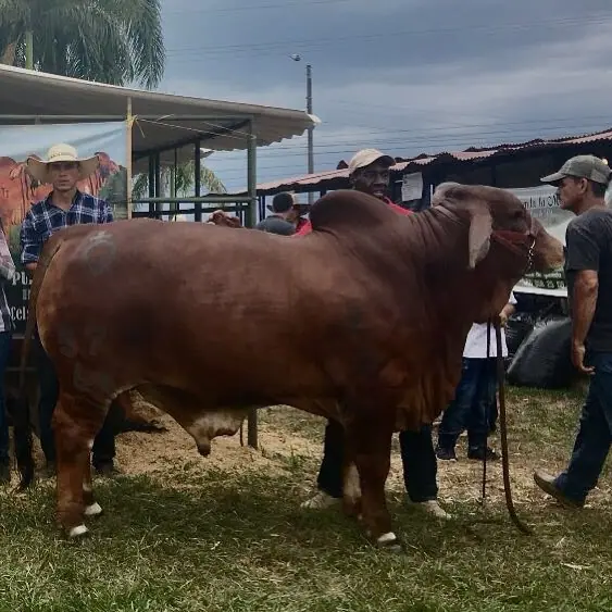 Gran Campeón, Campeón Joven Monterrey Maximiliano 577/66