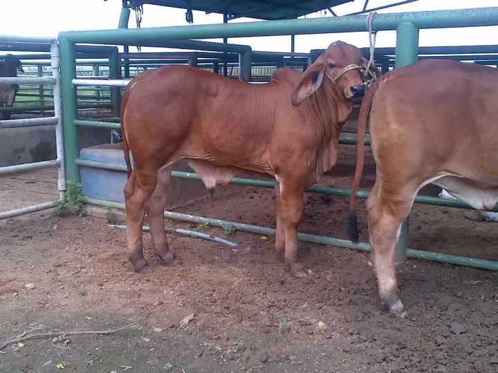 Ganado Brahman de Hacienda Monterrey — foto 31