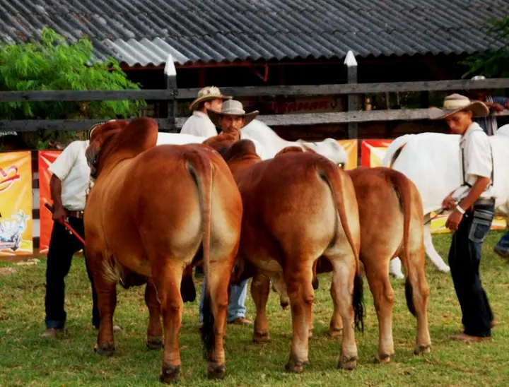 Ganado Brahman de Hacienda Monterrey — foto 37