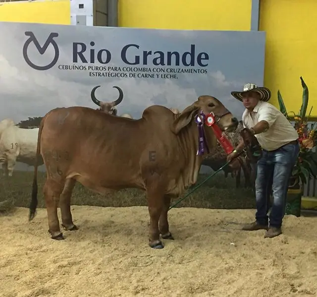 Campeona Intermedia R. Monterrey Winchester Rosa 748/N6