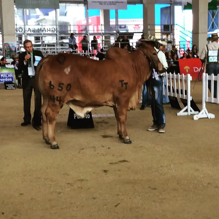 Monterrey Trueno Monarca 650-44, Primer puesto de 15 a 16 meses, Agroexpo 2015