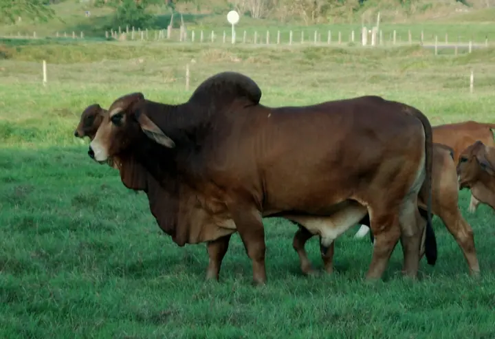 El Caney Mr Jimmy Gladiador 985-3 — toro Brahman de Hacienda Monterrey
