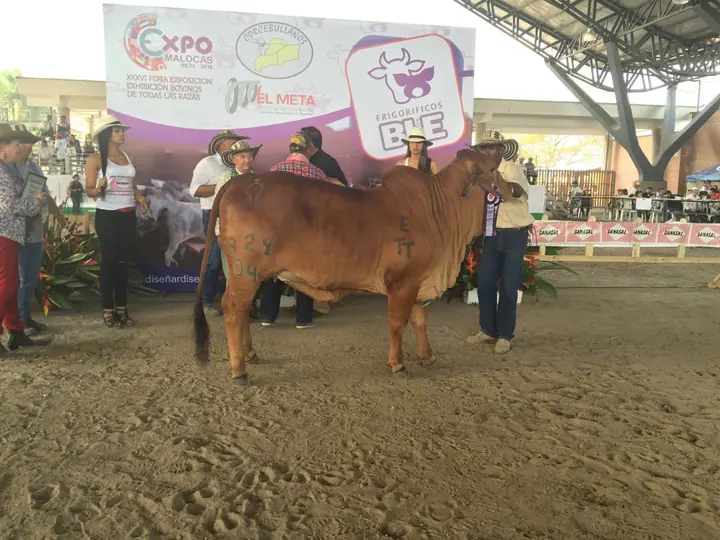 Feria Expomalocas Villavicencio 2016 — Hacienda Monterrey, foto 8