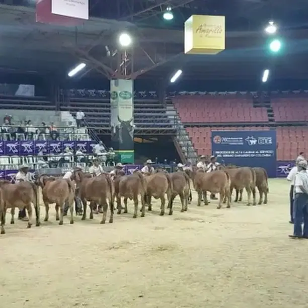 Feria Nacional Pereira 2017 — Hacienda Monterrey, foto 9