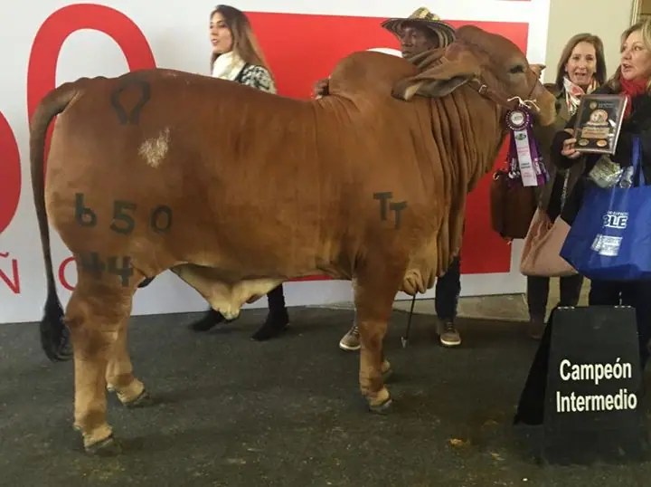Monterrey Trueno Monarca 650-44, Campeón Intermedio Agroexpo 2015