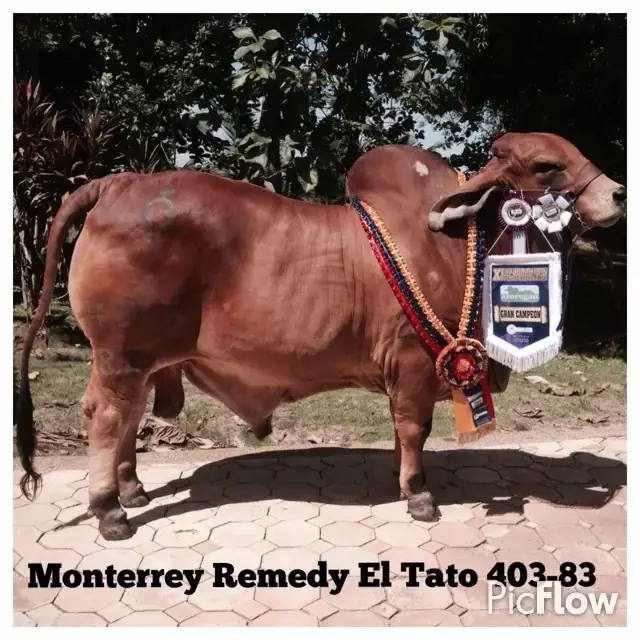Hijo 726/7 gran campeon rojo ganado puro
