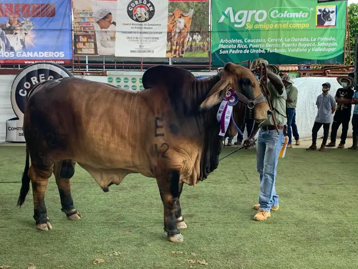 Feria de Puerto Berrío 2020 — Hacienda Monterrey, foto 1