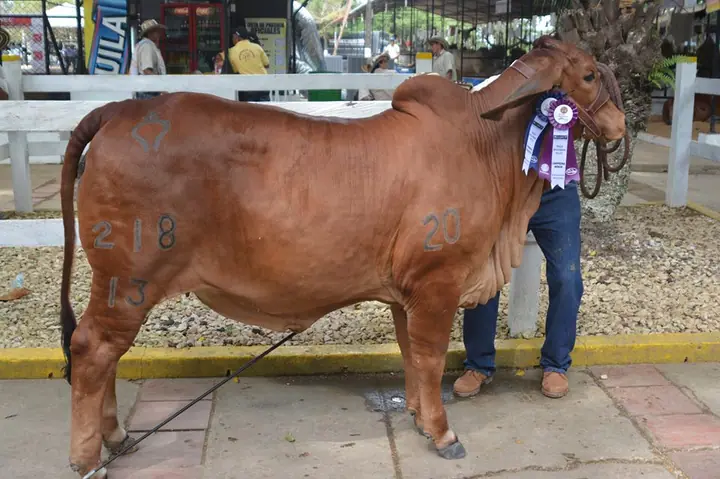 Campeona Menor, Feria Nal Monteria 2013. Monterrey Primorosa 218/13