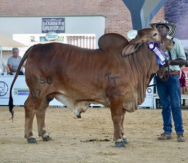 Expomalocas Villavicencio 2019 — Hacienda Monterrey, foto 12