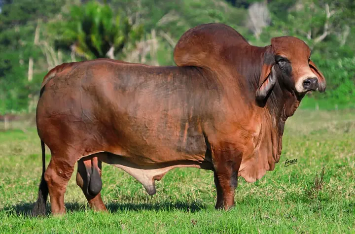 Monterrey Tanque Trueno 972/8, «Trueno»