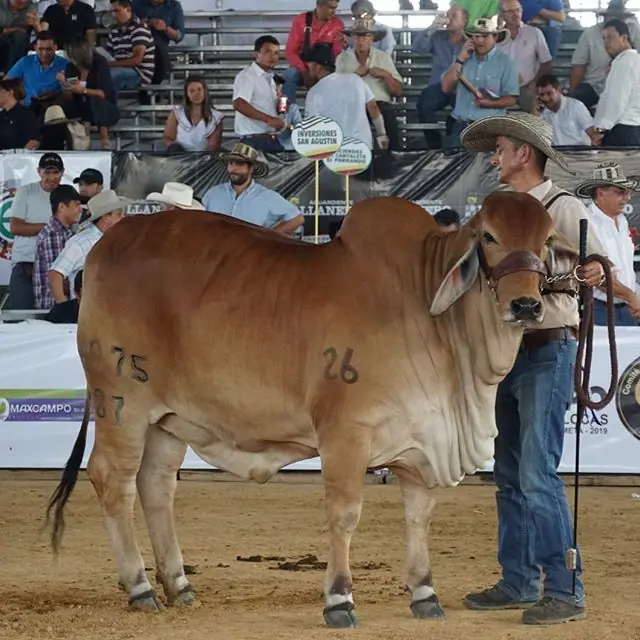Expomalocas Villavicencio 2019 — Hacienda Monterrey, foto 8