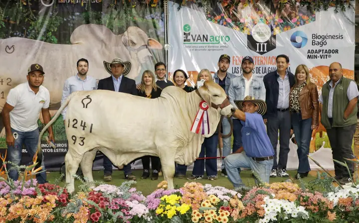 Ganado Brahman de Hacienda Monterrey — foto 16