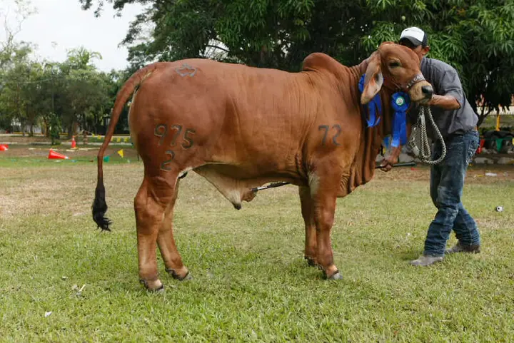 Ganado Brahman de Hacienda Monterrey — foto 28