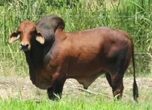 Monterrey Vernon Lionel 418/83 — toro Brahman de Hacienda Monterrey