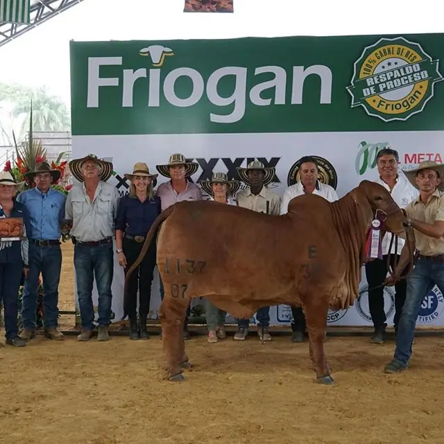 Ganado Brahman de Hacienda Monterrey — foto 65