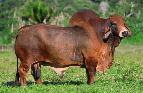 Toro Brahman rojo de Hacienda Monterrey