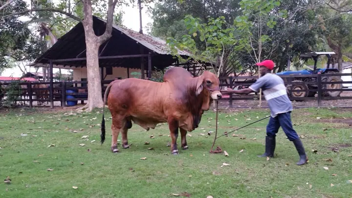 Ganado Brahman de Hacienda Monterrey — foto 47
