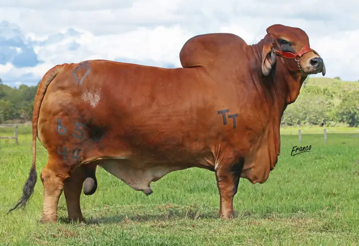 Monterrey Trueno Monarca 650/44 — toro Brahman de Hacienda Monterrey