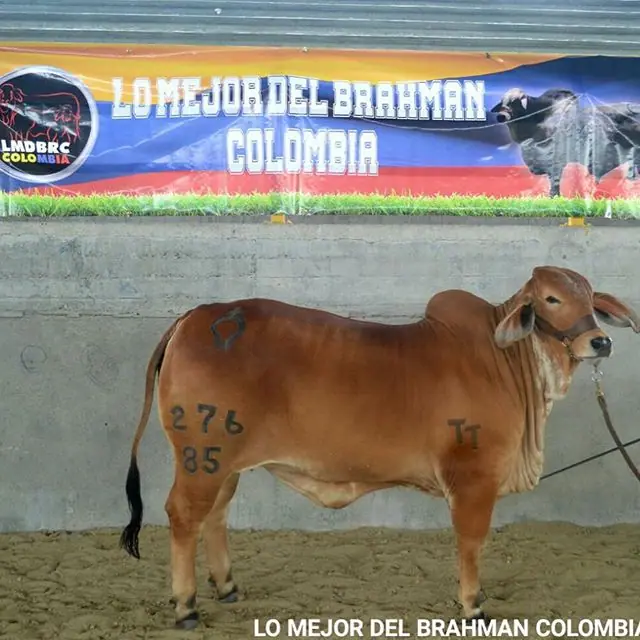 Feria La Dorada — Hacienda Monterrey, foto 8