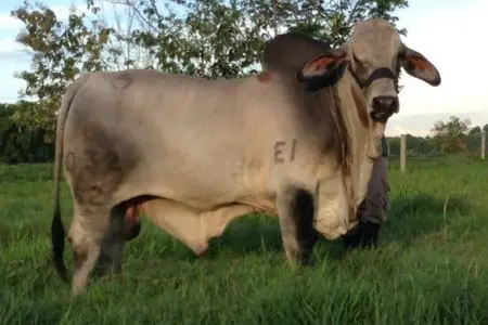 Ganado Brahman de Hacienda Monterrey — foto 2