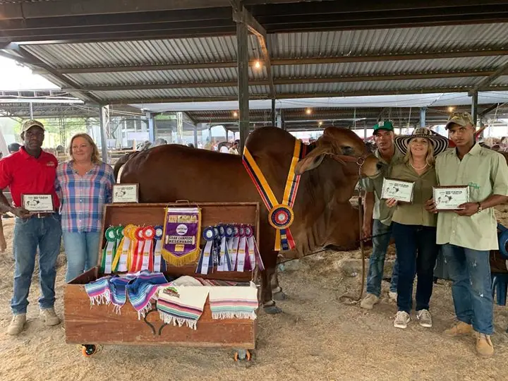 Ganado Brahman de Hacienda Monterrey — foto 62