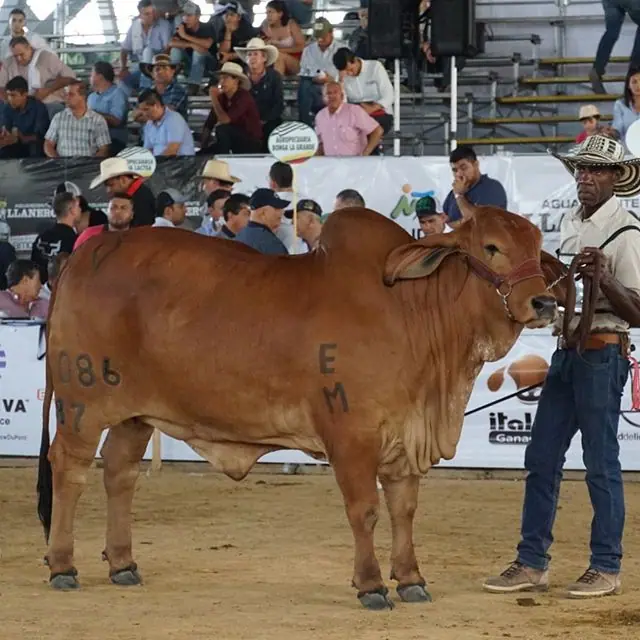 Expomalocas Villavicencio 2019 — Hacienda Monterrey, foto 2
