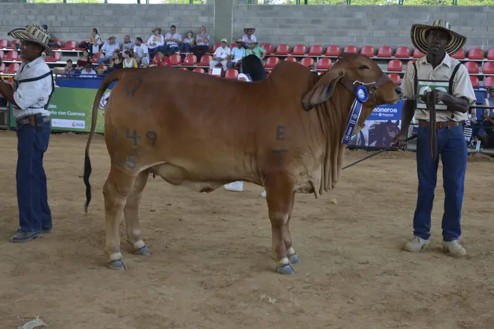 Feria Valledupar 2016 — Hacienda Monterrey, foto 3