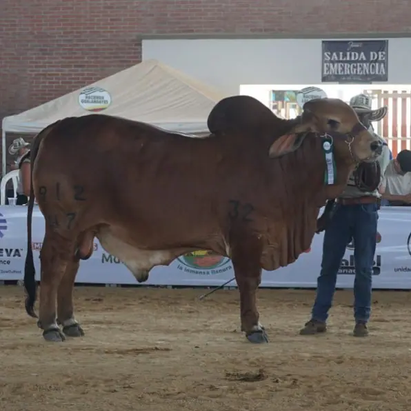 Expomalocas Villavicencio 2019 — Hacienda Monterrey, foto 9